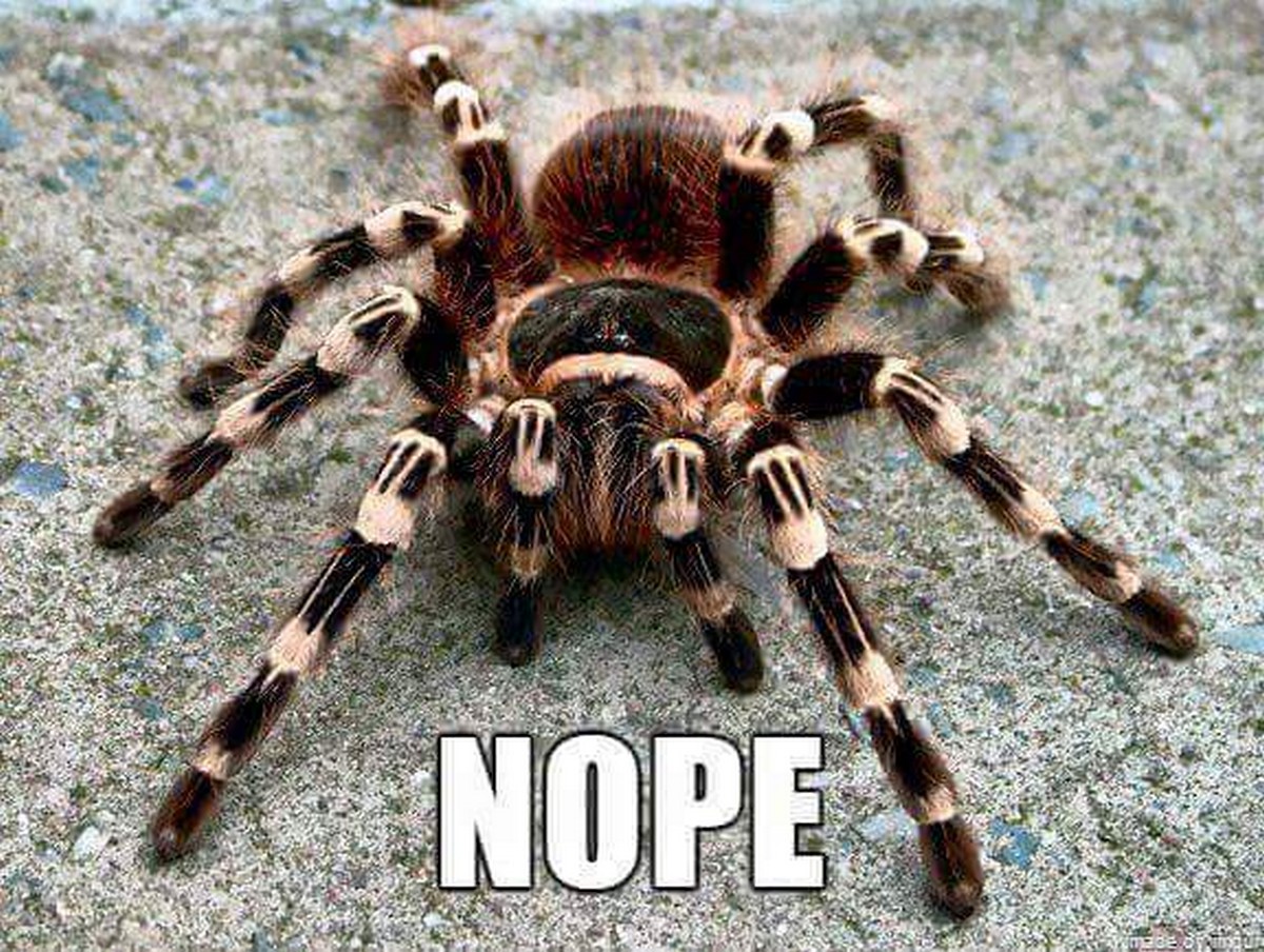 сон паук на кровати